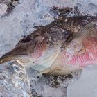 Auf Eis gelegt - vor einem Fischrestaurant in Aonang/Thailand