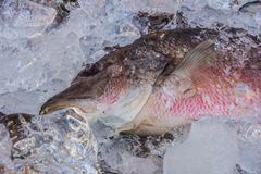 Auf Eis gelegt - vor einem Fischrestaurant in Aonang/Thailand