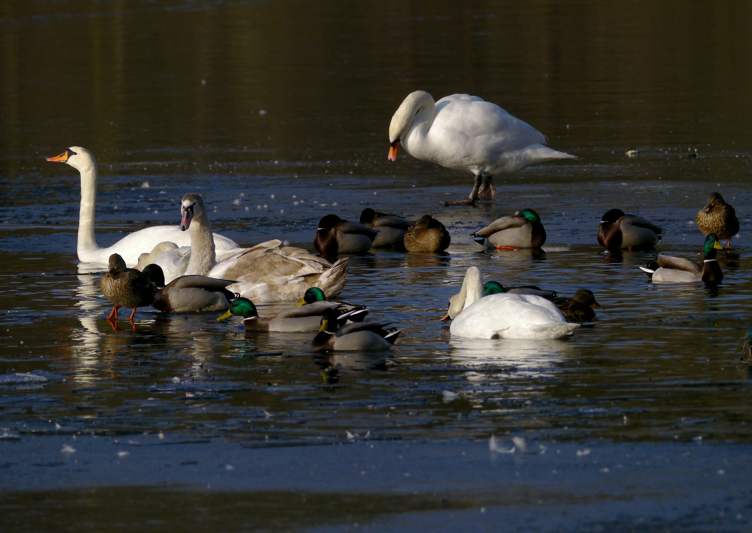 Auf Eis und Wasser