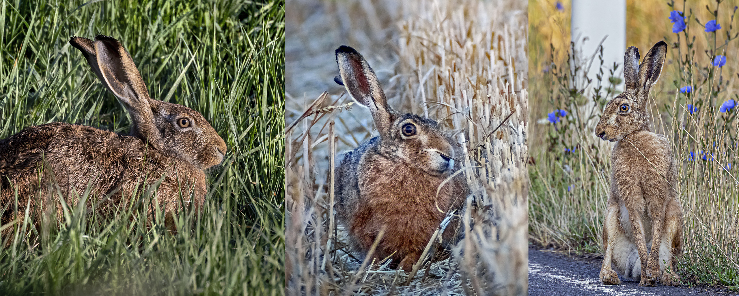 AUF EM WASE GRASET HASE