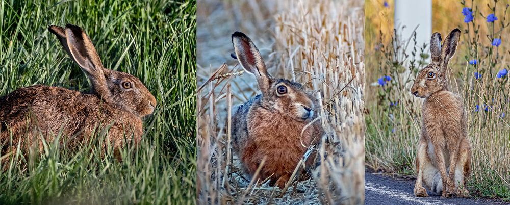 AUF EM WASE GRASET HASE