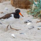 auf Entdeckungstour am Ostseestrand  .....