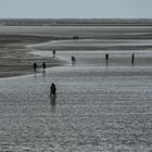 Auf Entdeckungstour im Wattenmeer bei Büsum