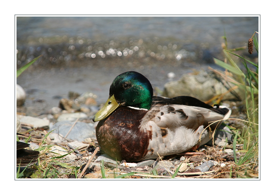 Auf Entenjagd (1)