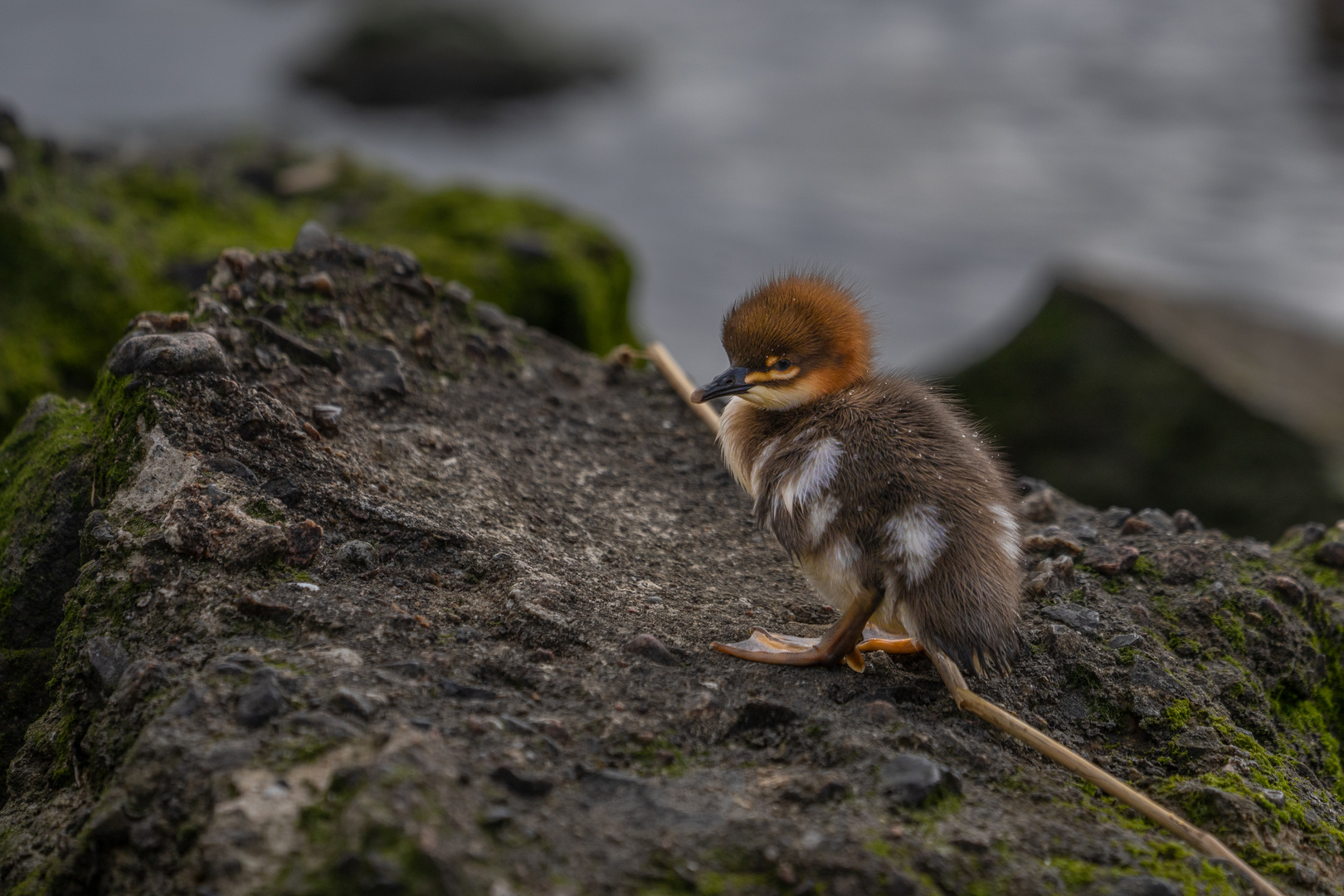 Auf Erkundungstour der kleine Gänsesäger 