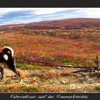 Auf Fahrradtour auf der Finnmarksvidda