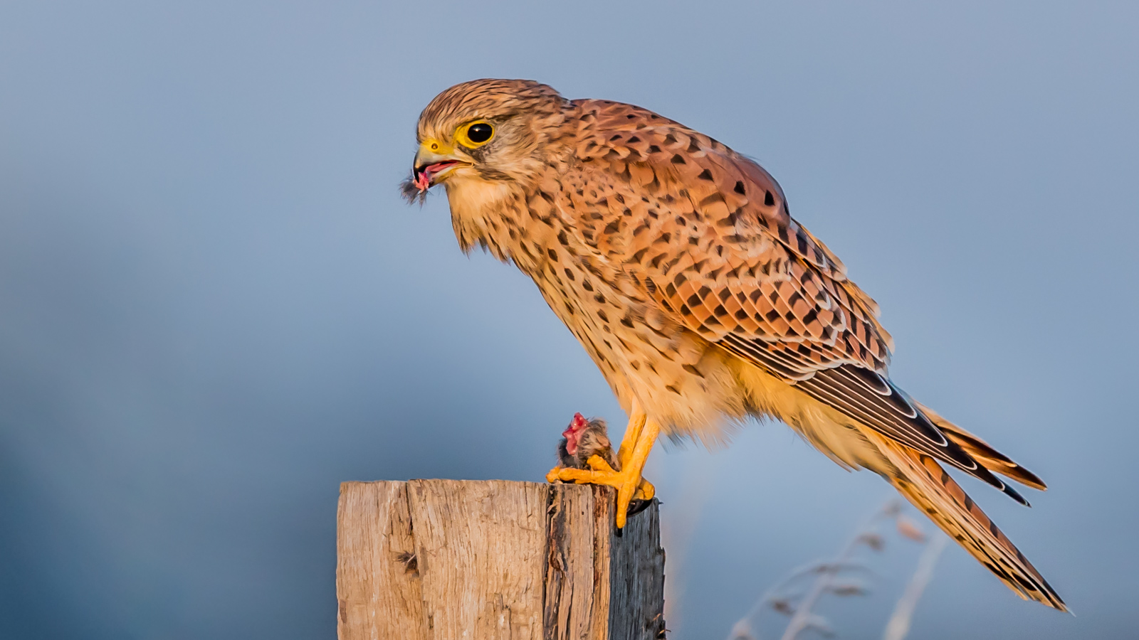 Auf Falkenjagd