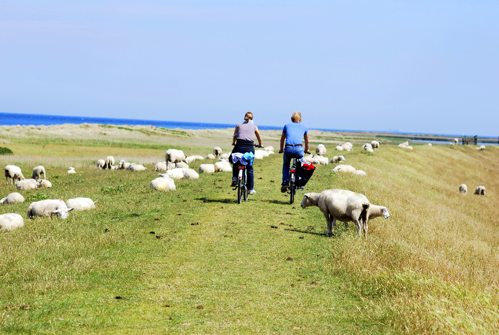 auf Fehmarn