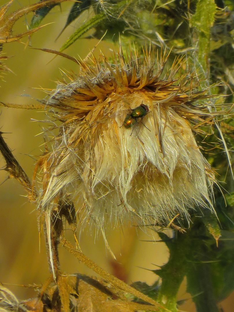 auf Feldweg Distel morgens, Fliegen i. Doppelpack,