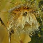 auf Feldweg Distel morgens, Fliegen i. Doppelpack,