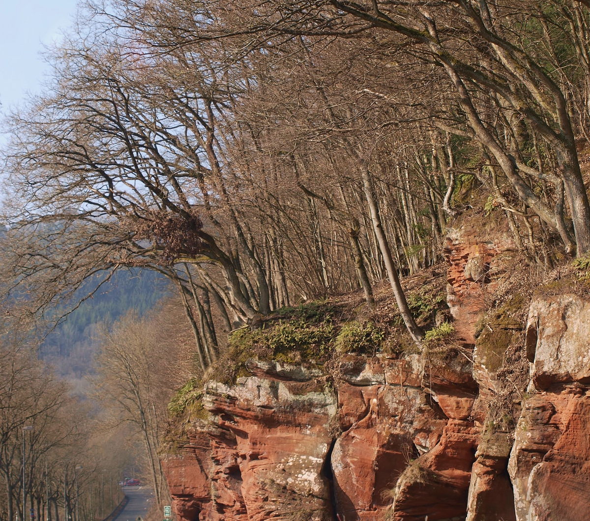 Auf Felsen wachsende Bäume ...