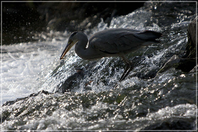 Auf Fischfang