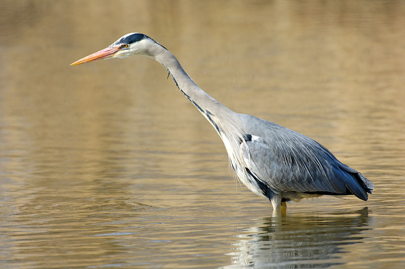 Auf FISCHFANG....