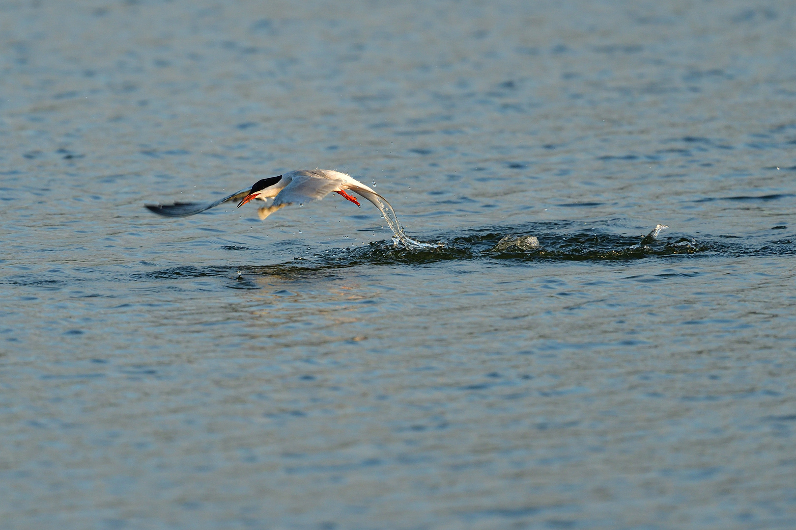 Auf Fischfang