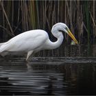 Auf Fischfang....