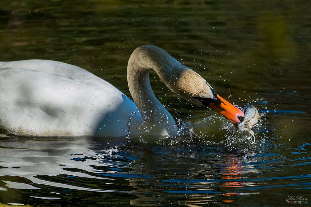 Auf Fischfang