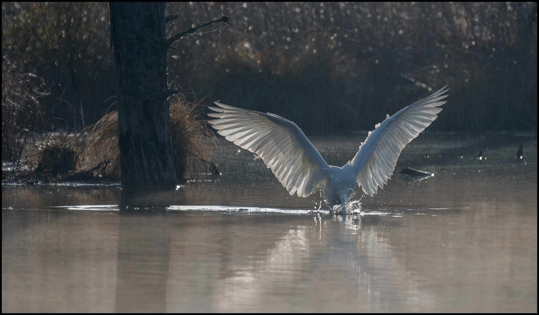 Auf Fischfang im Morgennebel