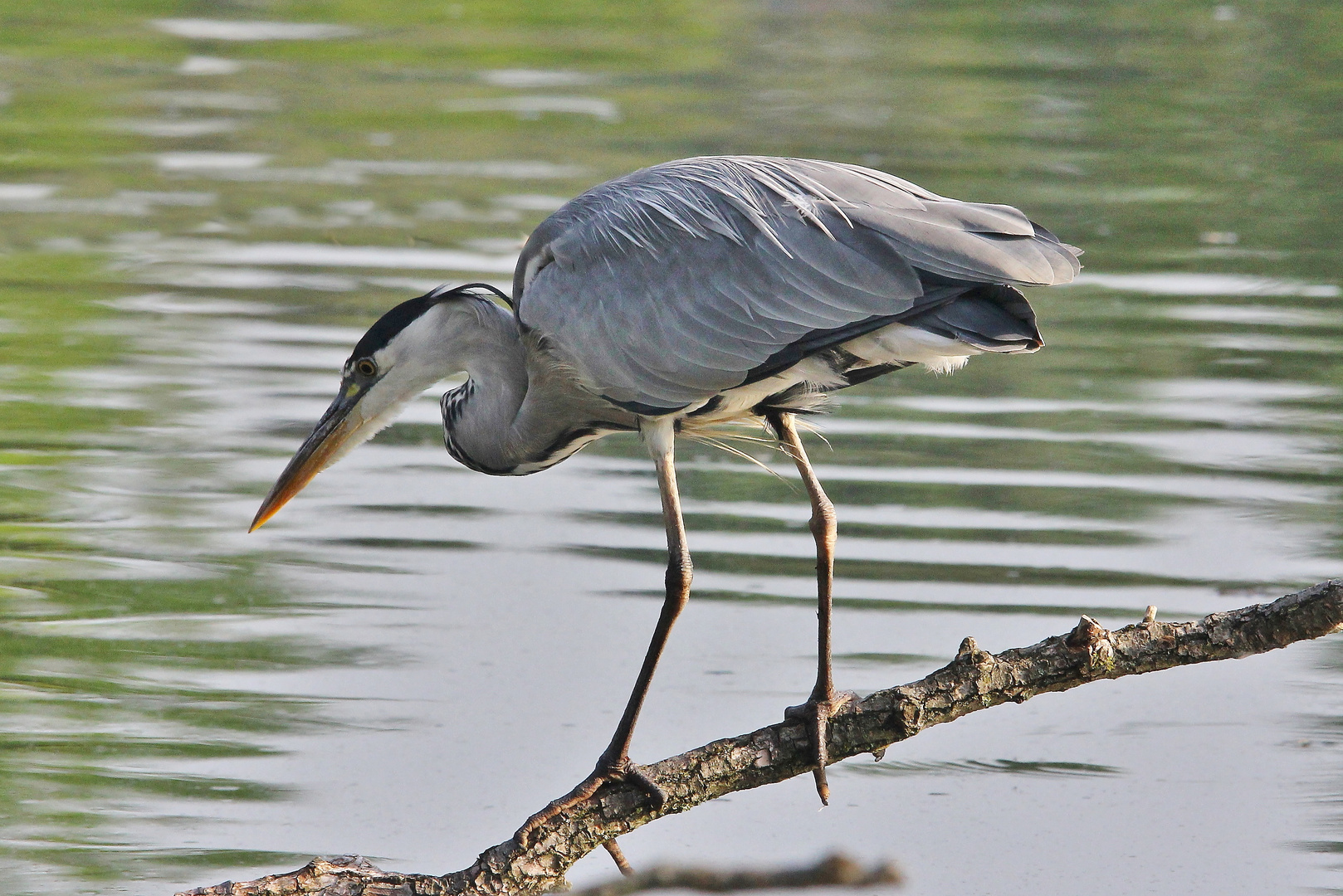 Auf Fischjagd 