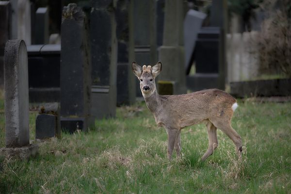 Auf Fotopirsch im Zentralfriedhof