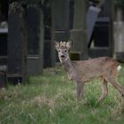 Auf Fotopirsch im Zentralfriedhof