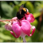 Auf Fototour im Blumentopf #3