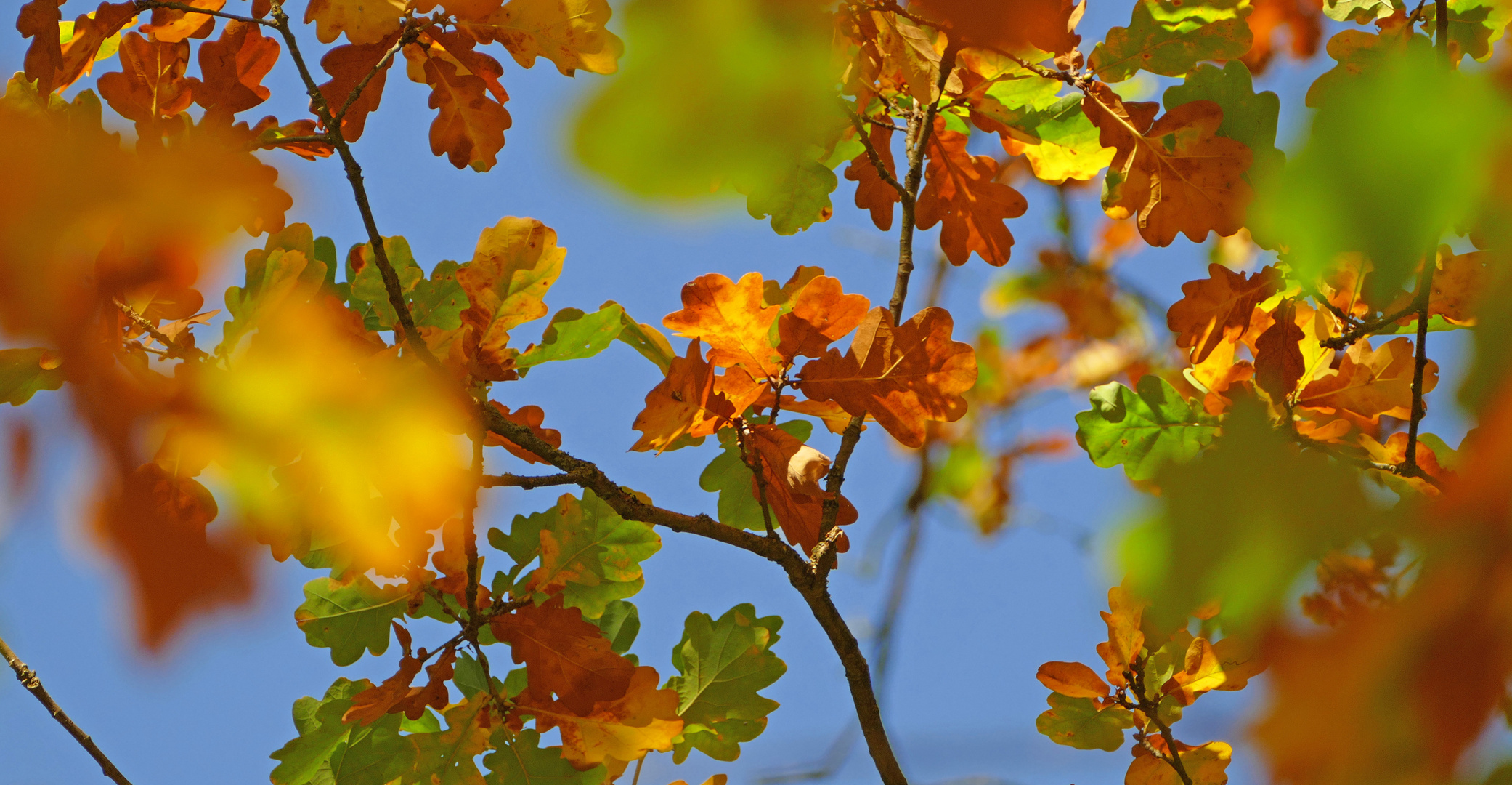 Auf Fototour im Herbst I