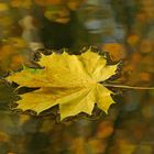 Auf Fototour im Herbst II