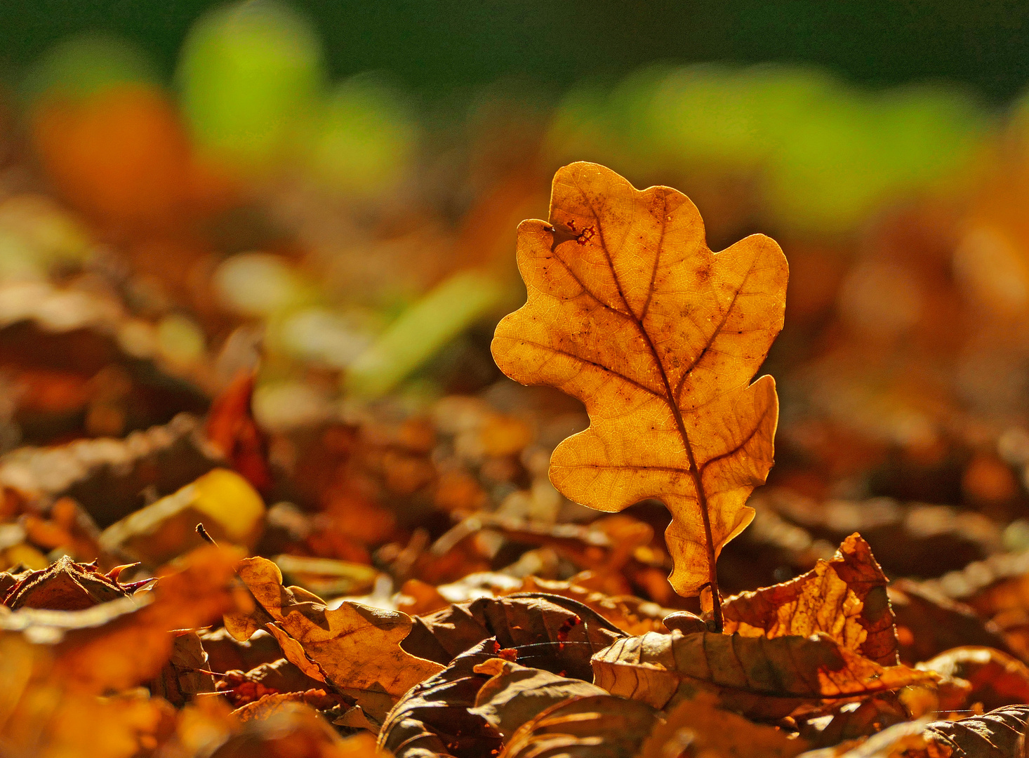 Auf Fototour im Herbst IV