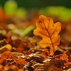 Auf Fototour im Herbst IV