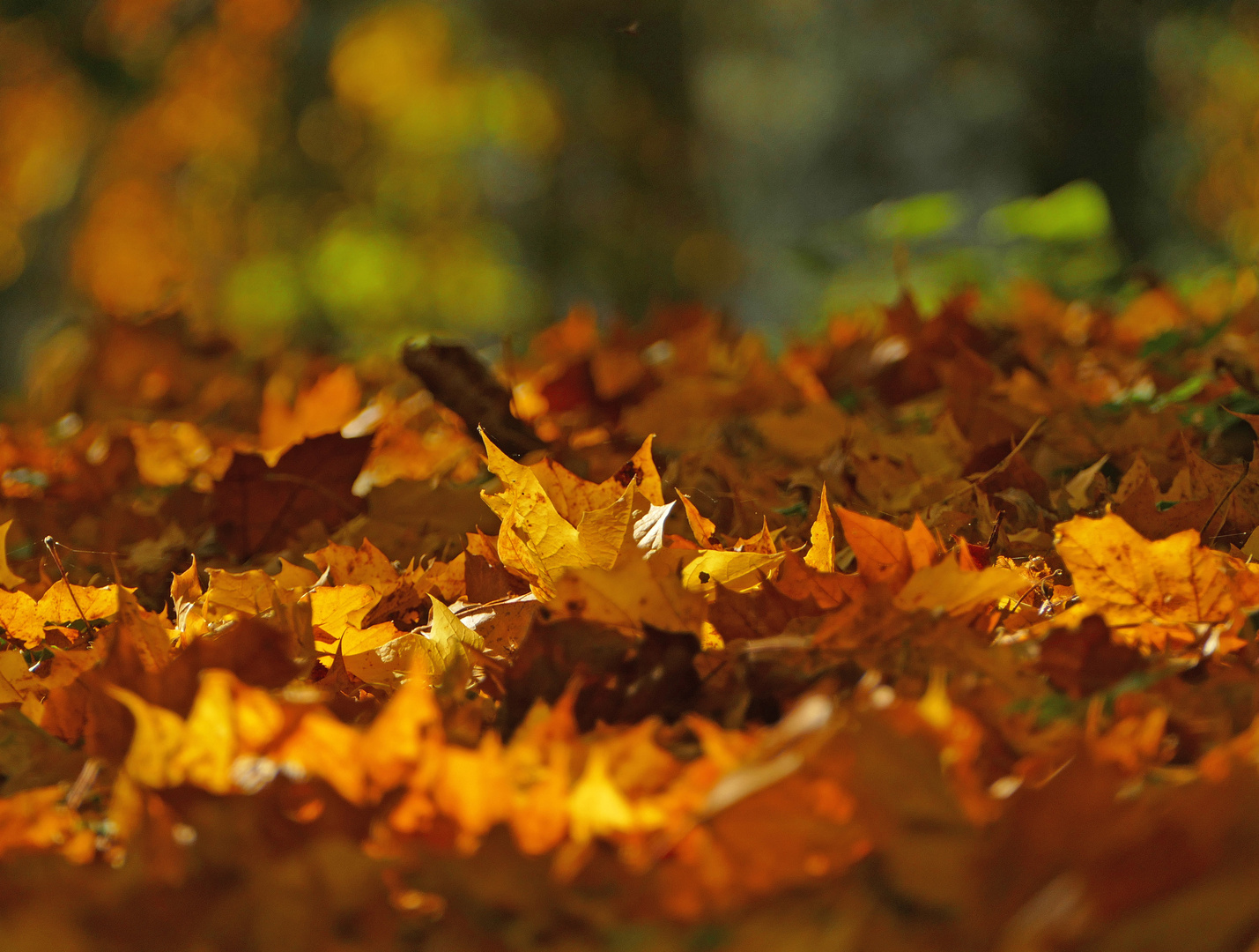 Auf Fototour im Herbst V