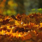 Auf Fototour im Herbst V