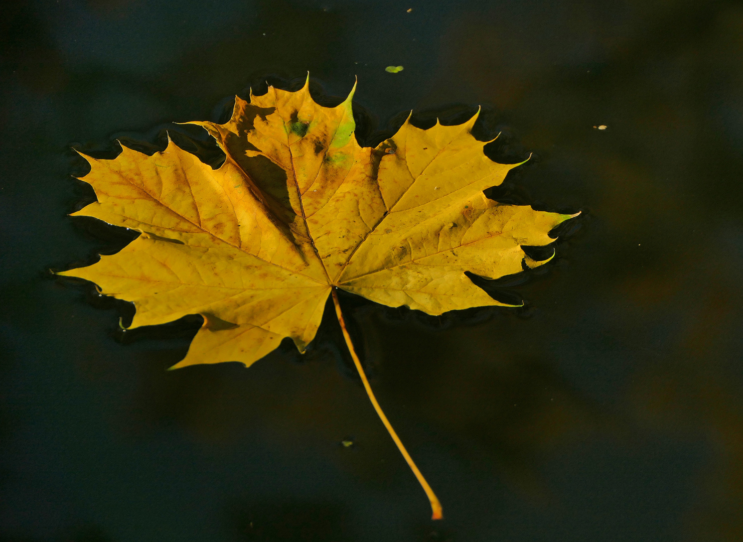 Auf Fototour im Herbst VII