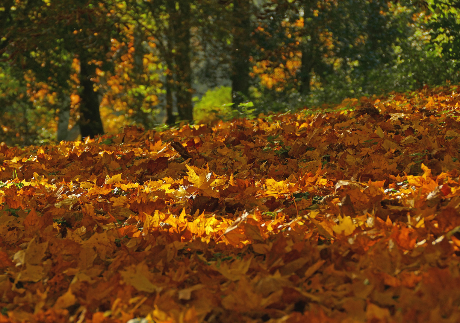 Auf Fototour im Herbst VIII