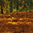 Auf Fototour im Herbst VIII