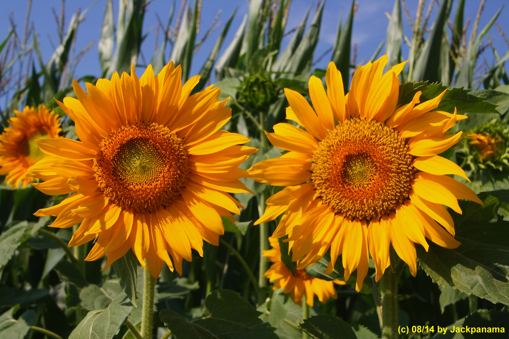 Auf Fototour in den Sonnenblumenfeldern