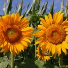 Auf Fototour in den Sonnenblumenfeldern