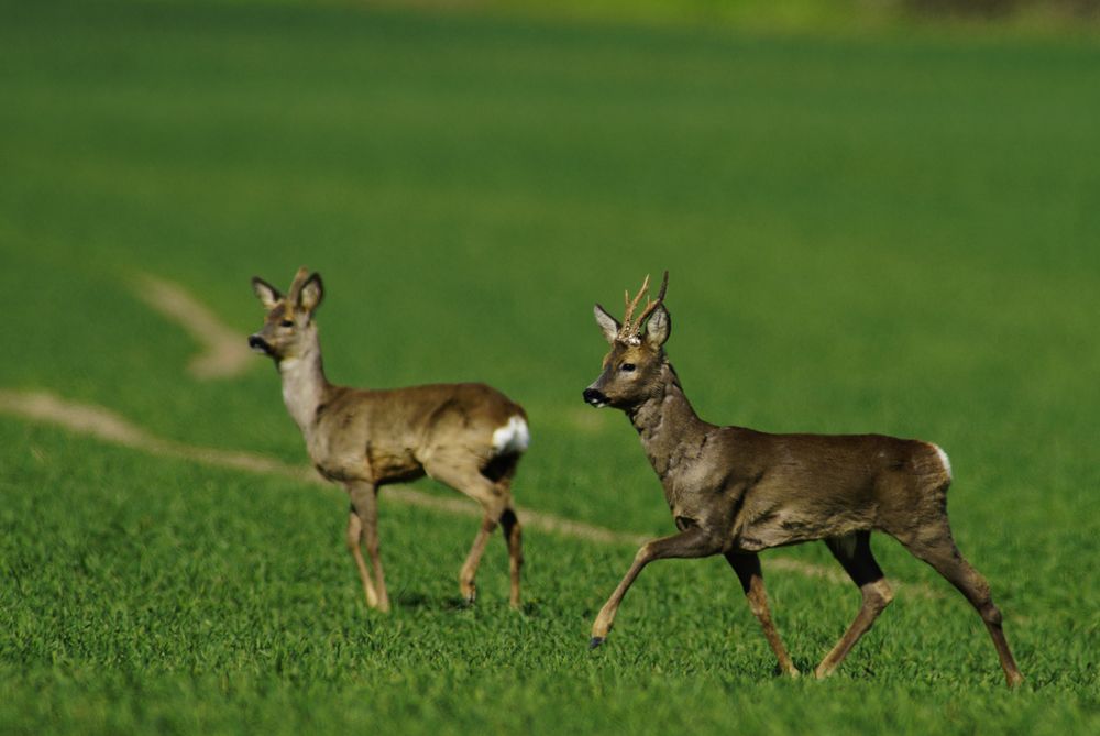 Auf freiem Feld Foto Bild tiere wildlife Auf freiem Feld Foto Bild tiere wildlife