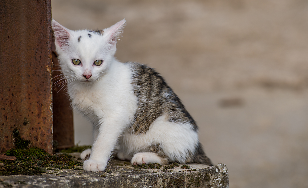 Auf Frickels Katzen