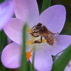 Auf Frühling warten