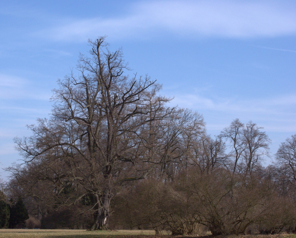 auf frühlingssuche im belvedere IV