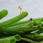 Auf Frühlingszwiebeln...