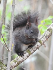 Auf Fünen sind die Eichhörnchen schwarz