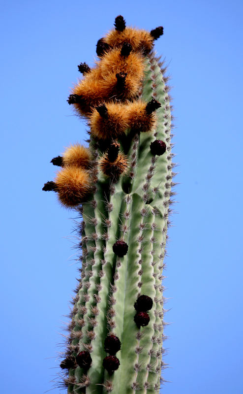 ?? auf Fuerteventura