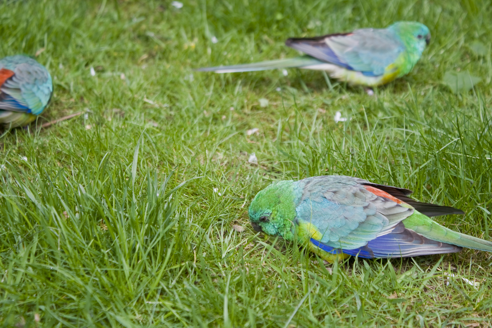 Auf Futtersuche?