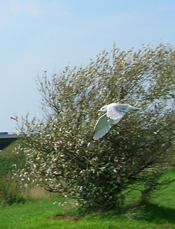 auf futtersuche