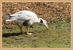 Auf Futtersuche