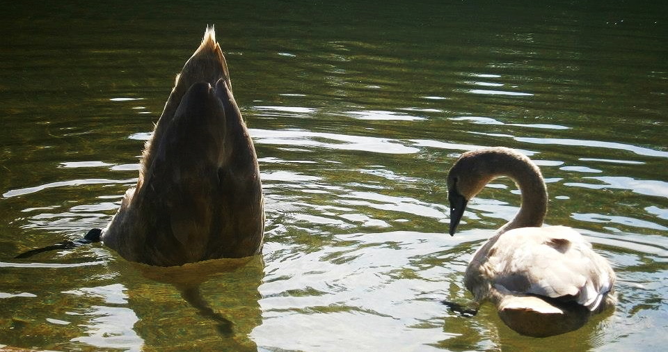 auf Futtersuche