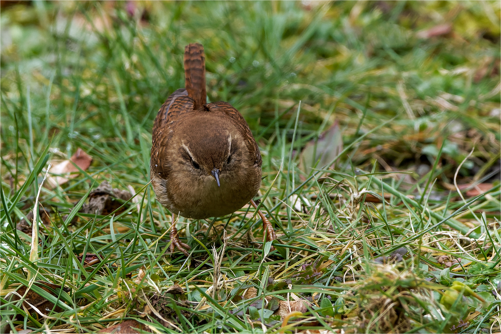 auf Futtersuche  .....