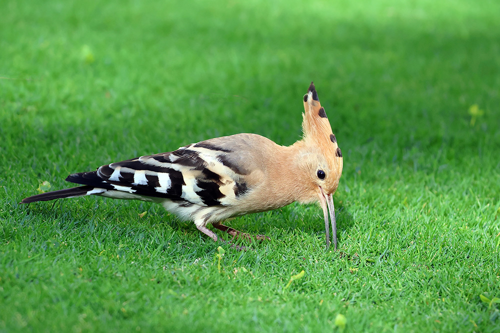 Auf Futtersuche