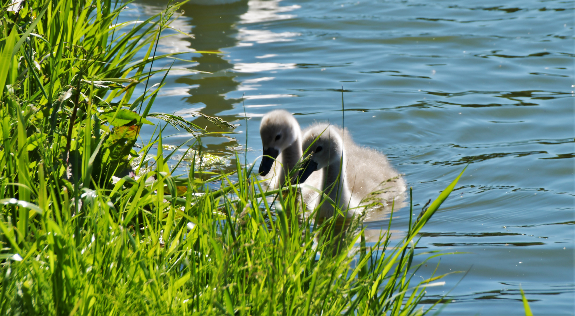 auf Futtersuche